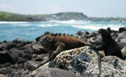 Les Grands Explorateurs - Galápagos